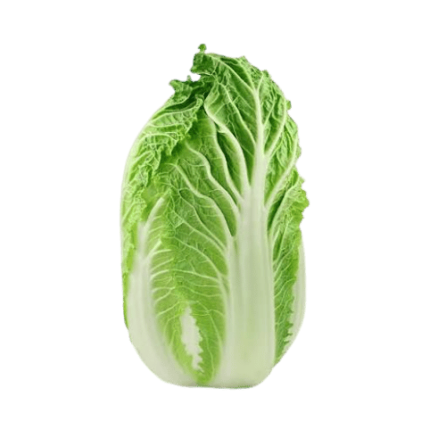 Napa Cabbage